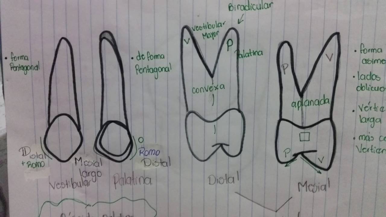 Primer premolar superior