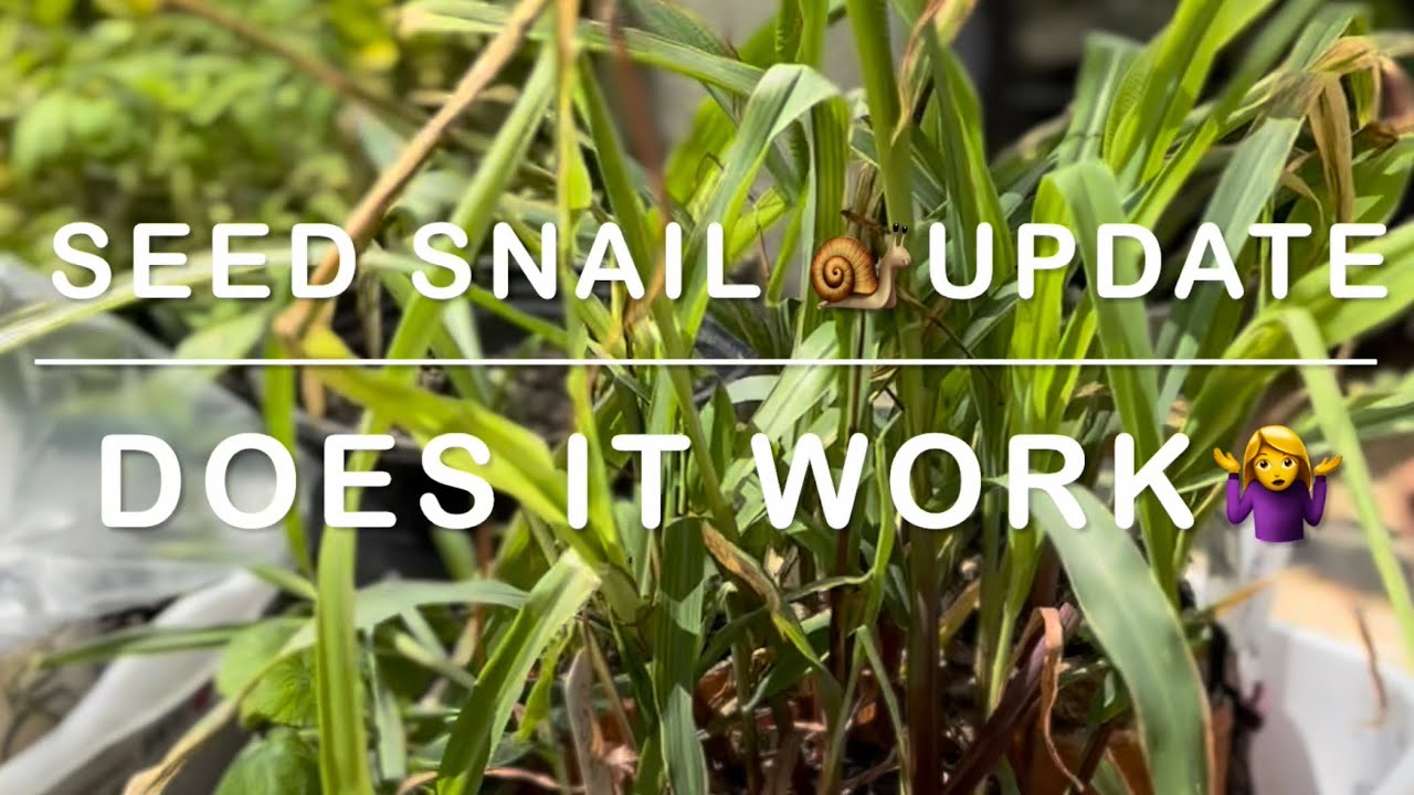 GROW YOUR OWN SEEDLINGS | SNAIL 🐌 ROLL METHOD | UPDATE & HOW TO #gardeningtechnique