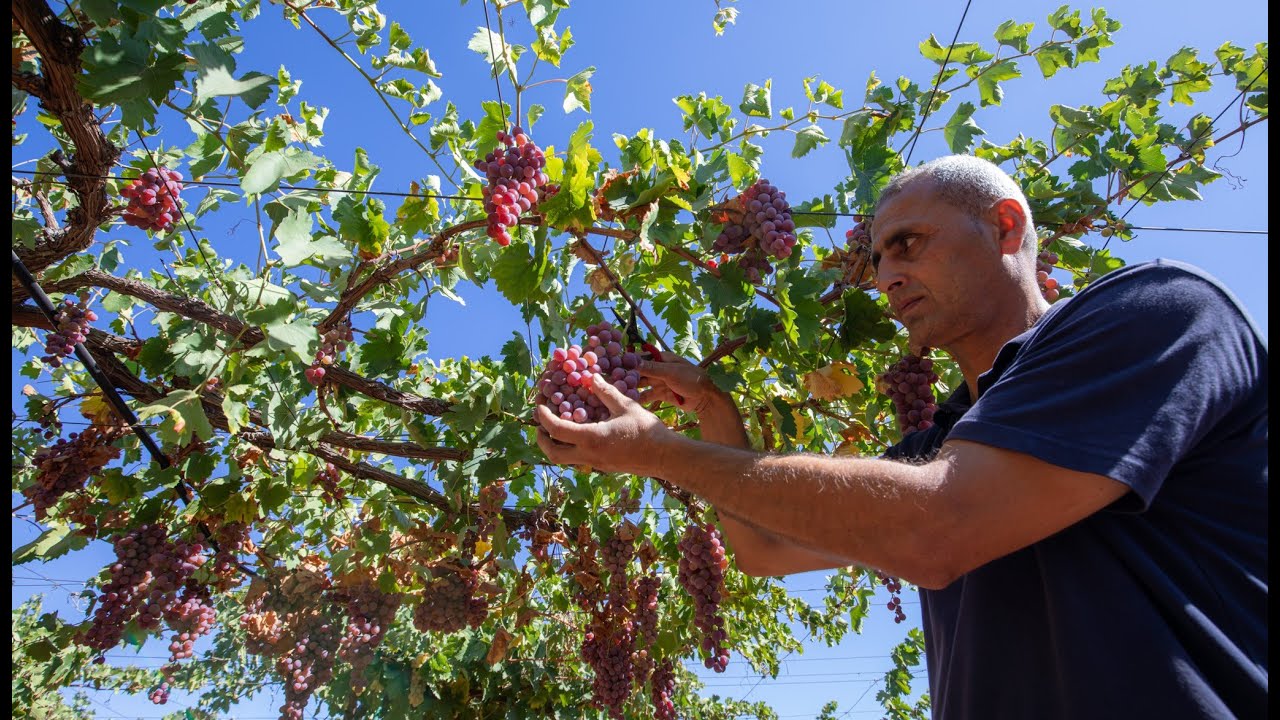 From Grapes to Growth – the Grow Economy Project in Ajloun | Acted