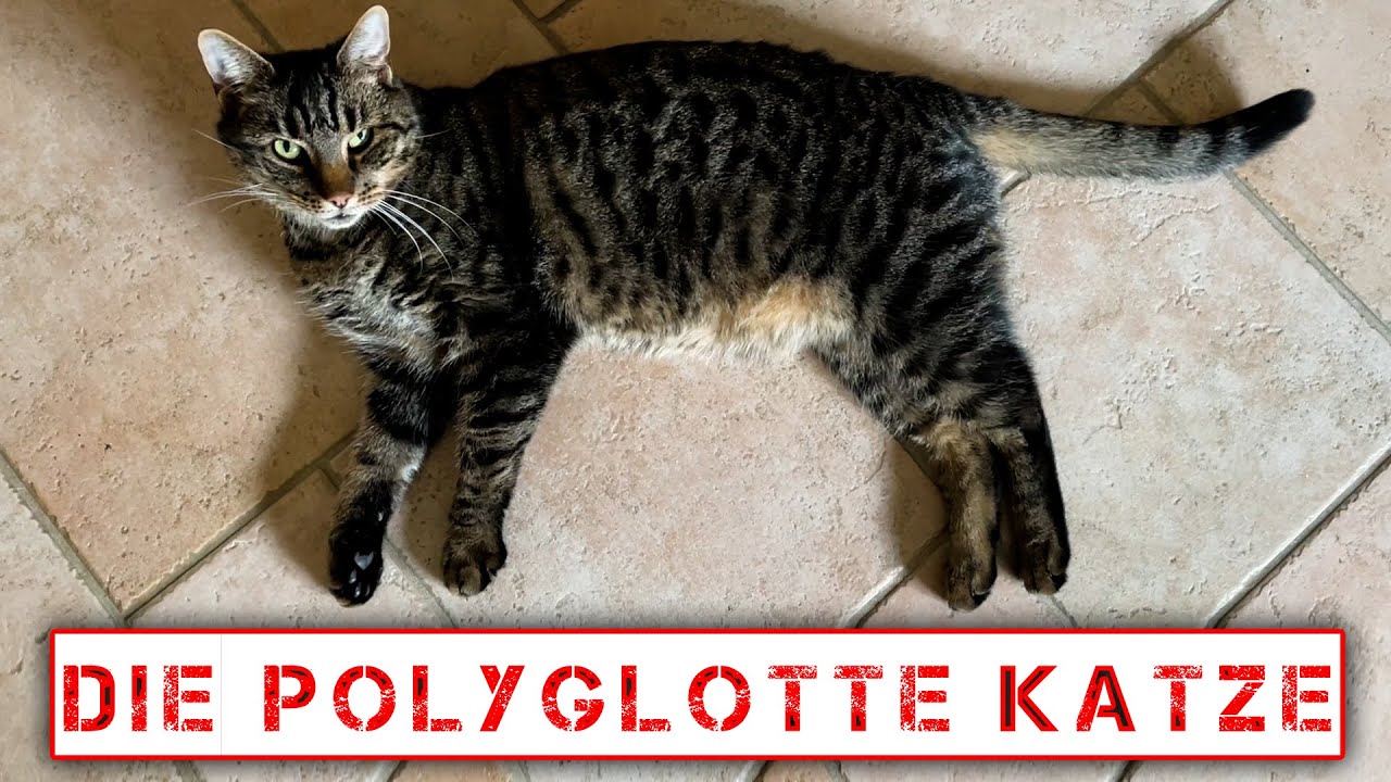 BETONKUNST HEINRICH - Die Polyglotte Katze!
