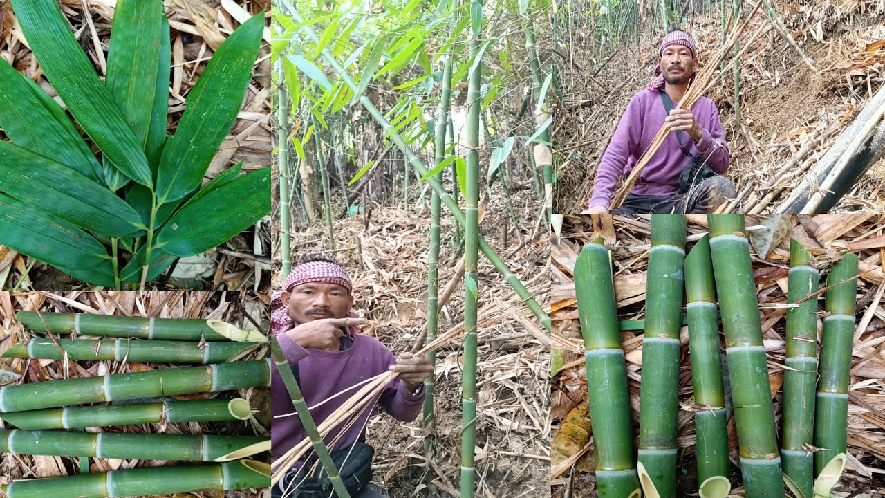 Today I'm showing how to take rope from bamboo @WangbaPKonyak-z6whttps 