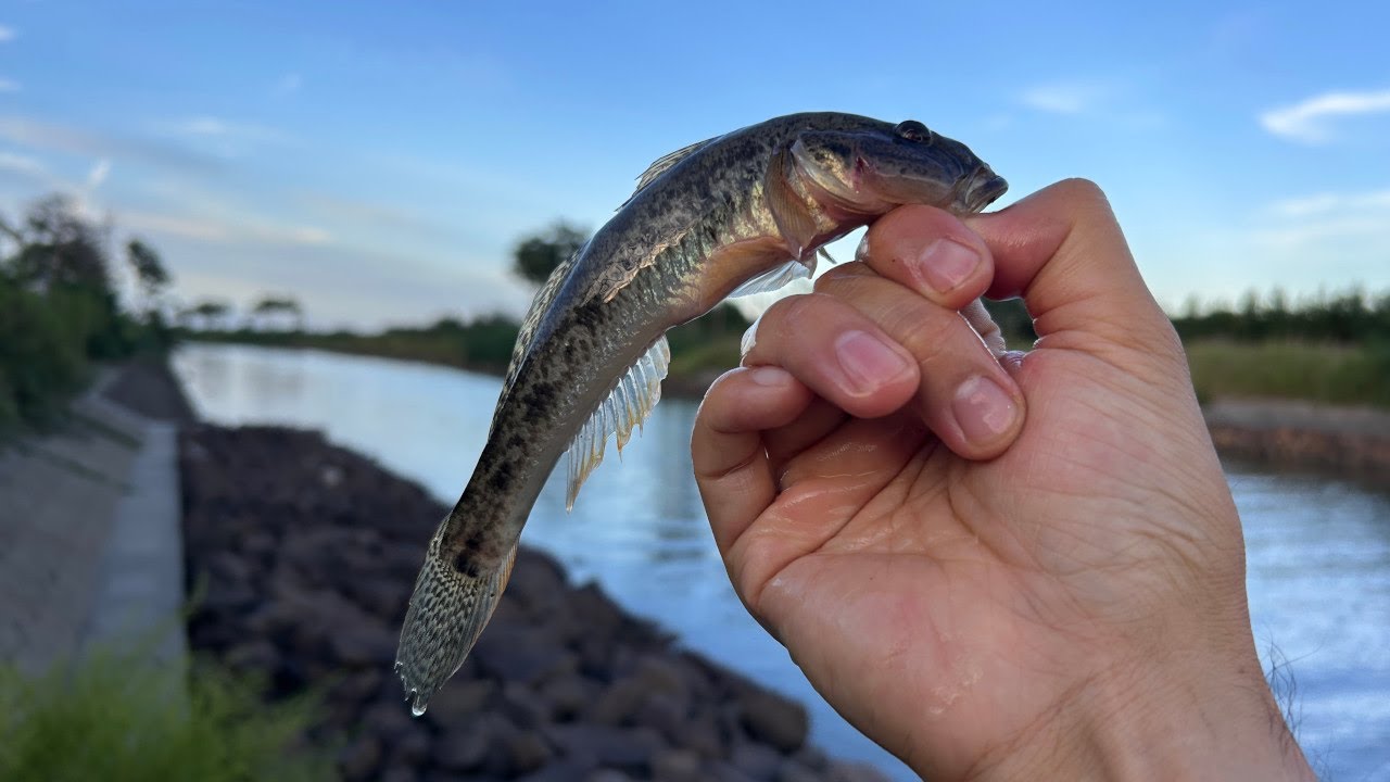 デカいハゼしか釣れない/Only big gobies can be caught.
