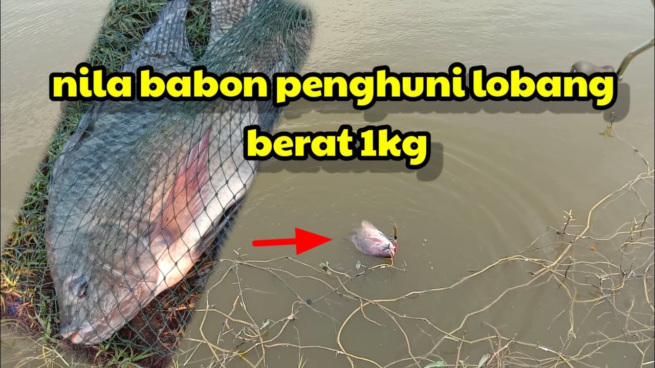 mancing neng nila babon penghuni.. lobang tarikannya bikin ketagihan 😲😲😁