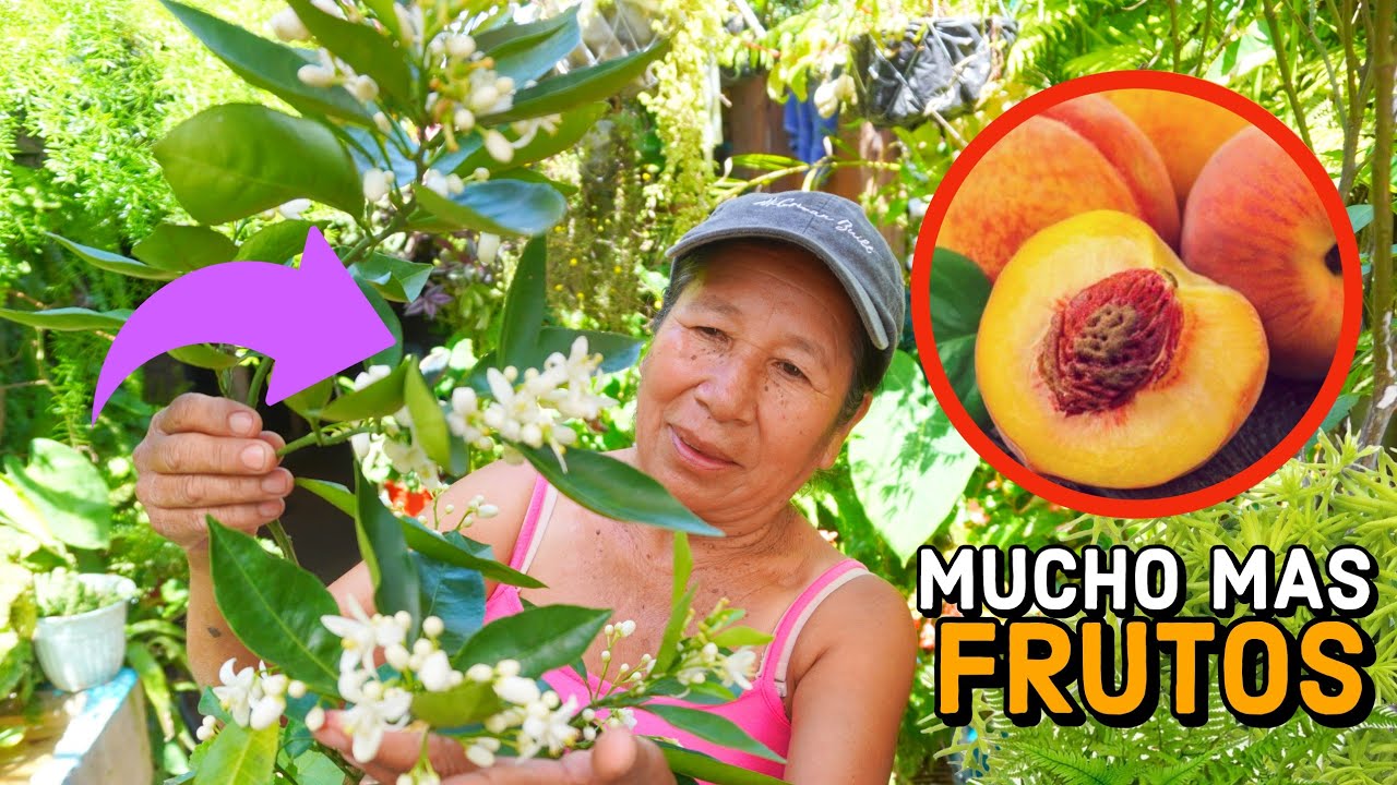 CON esto tus FRUTALES tendran FRUTOS A MONTONES  - ABONO organico para toda clase de frutales TIP-3