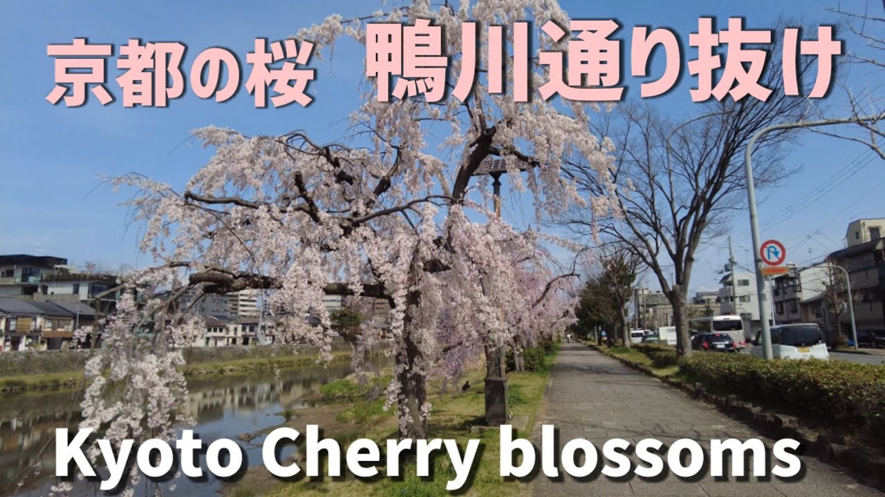 3/30(水)【満開の桜🌸鴨川通り抜け】七条～北大路通りの桜並木を走る【4K】Kyoto Japan cycling tour
