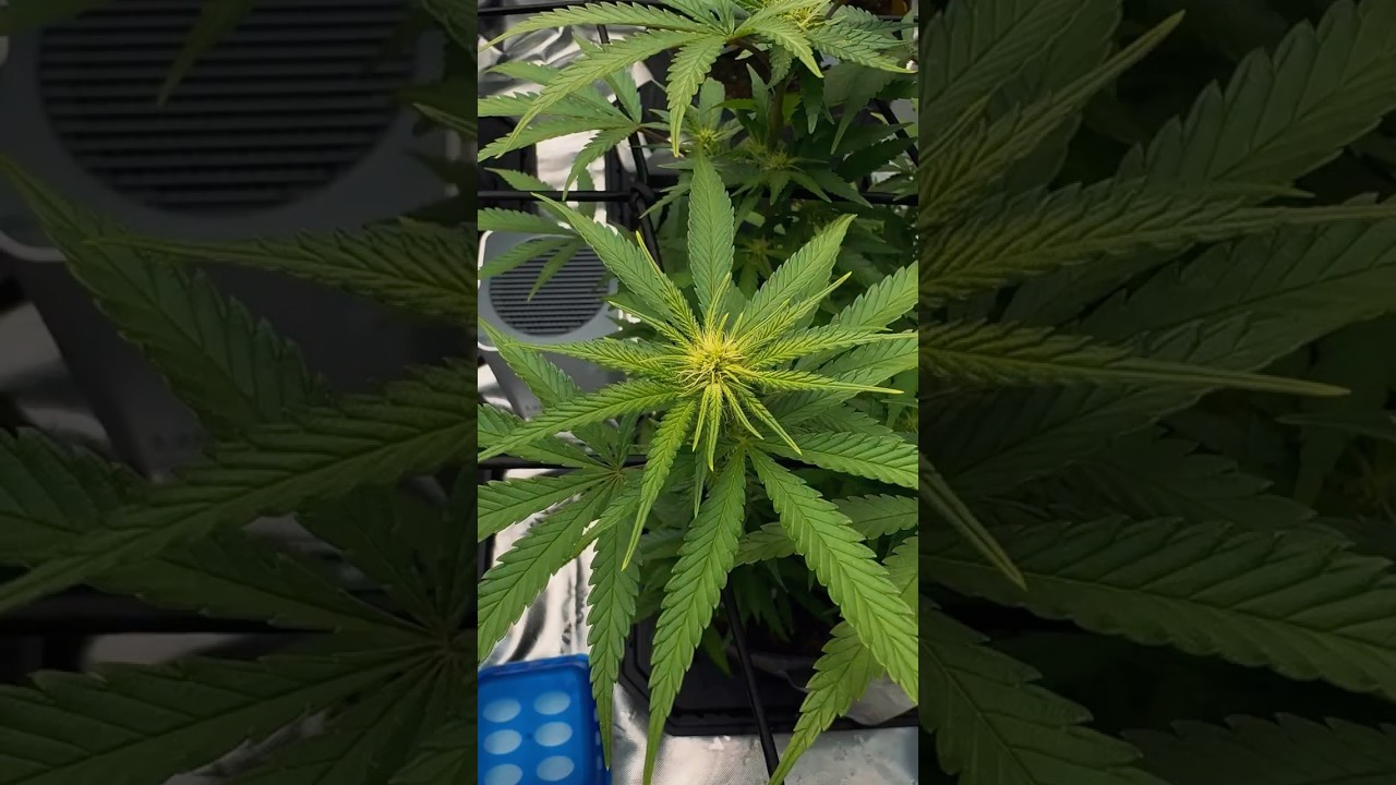 🌿🌿 #cannabislove #weedcommunity #weedlovers #cannabisflower