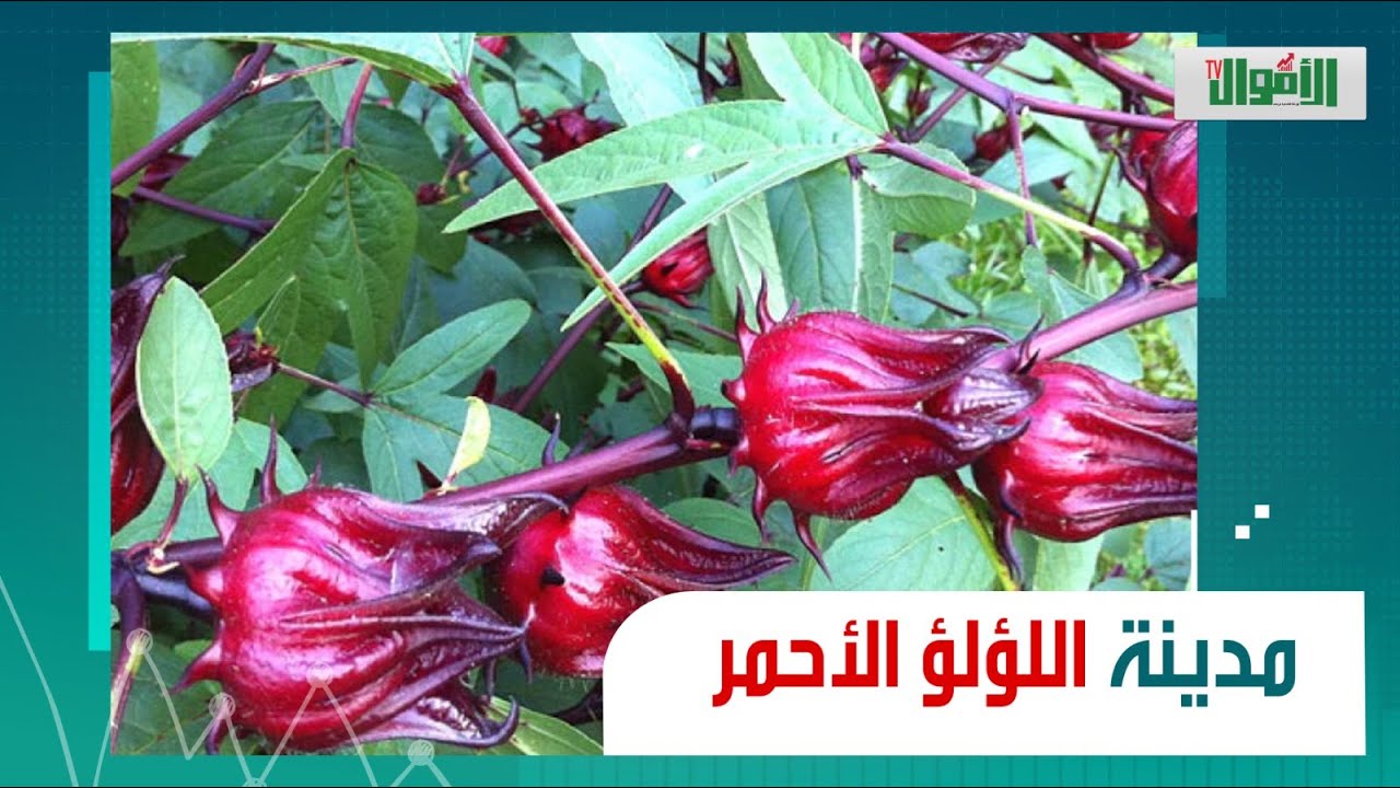 بيبيعوا الطن بـ 160 ألف! اسنا الأولى في الجمهورية في زراعة الكركديه: حاجة واحدة بتميزهم عن غيرهم