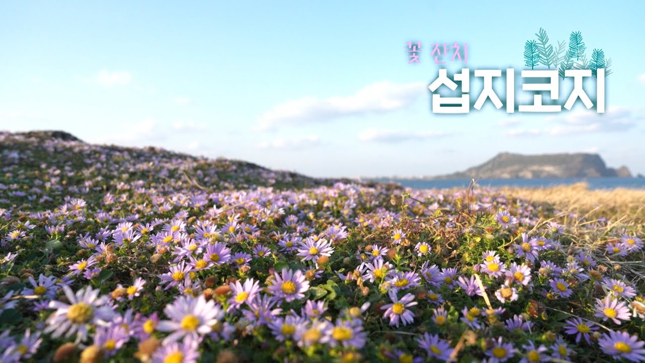 꽃들의 잔치 | 오늘숲에는 | 섭지코지 | KBS제주 251216방송