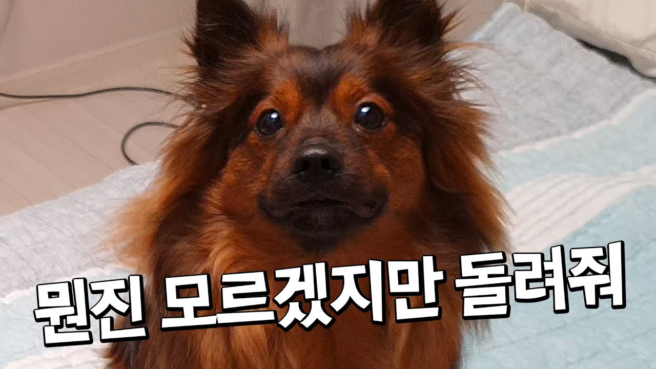 아무것도 없는데 훔쳐가는척 하면 내놓으라고 하는 강아지 ㅋㅋㅋ