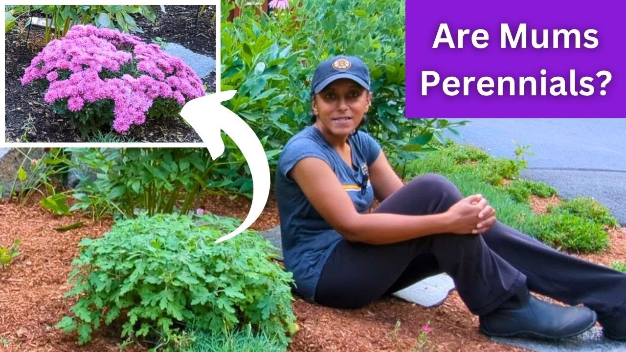 How To & Why Prune Mums In Summer | Hardy Perennial Chrysanthemum