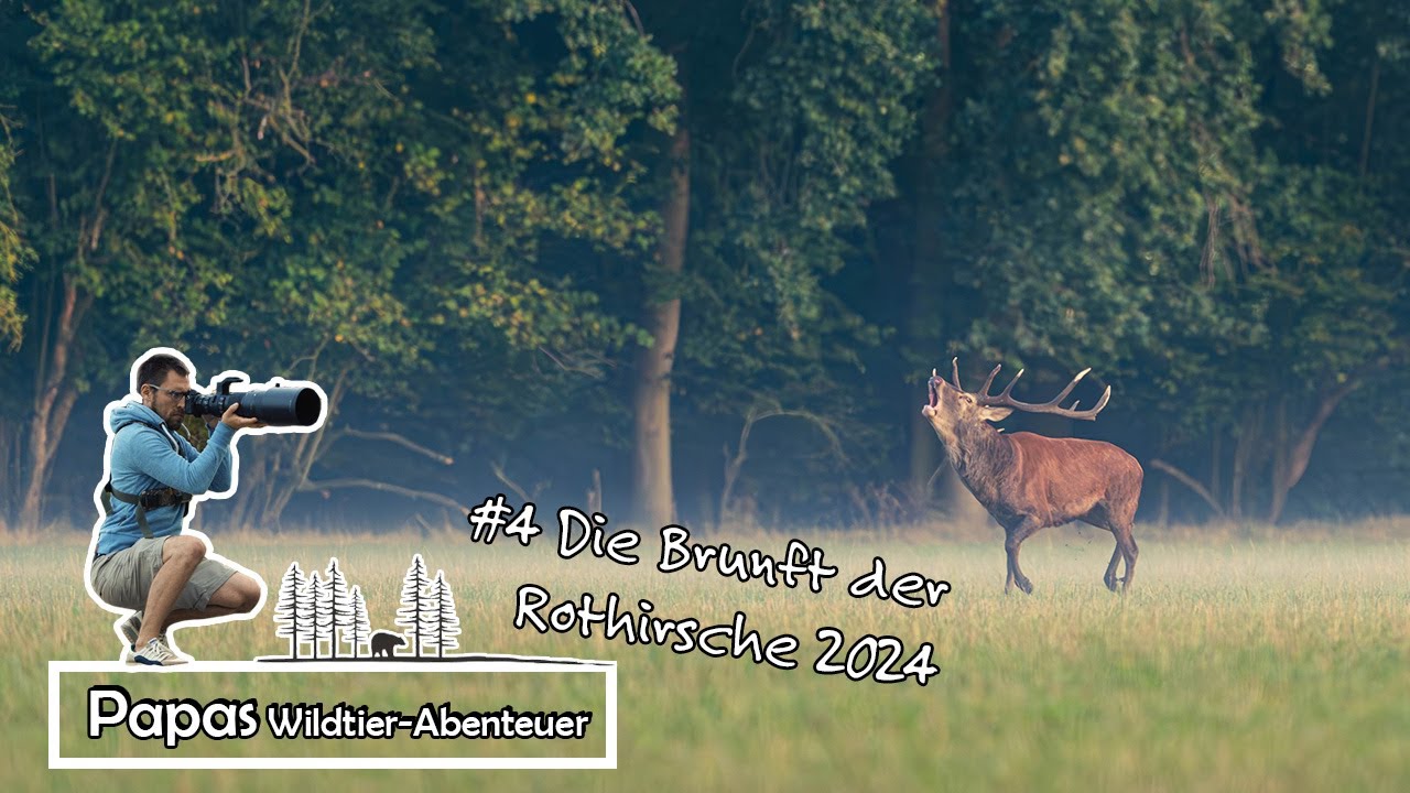 Folge 4 - Die Brunft der Rothirsche 2024
