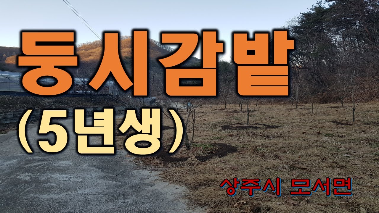 (매물번호 8197)경상북도 상주시 모서면 대포리 농지,  산자락 아래쪽에 위치하고 있으며 둥시 5년생 심겨져 있음,  농업보호구역, 옆에 개울물이 있어 물걱정은 없는 위치
