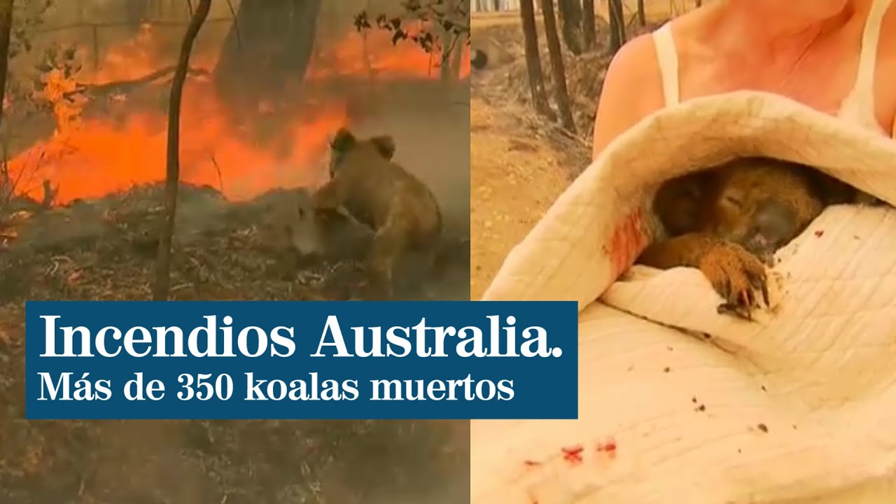 Rescate a un koala en llamas por los incendios de Australia