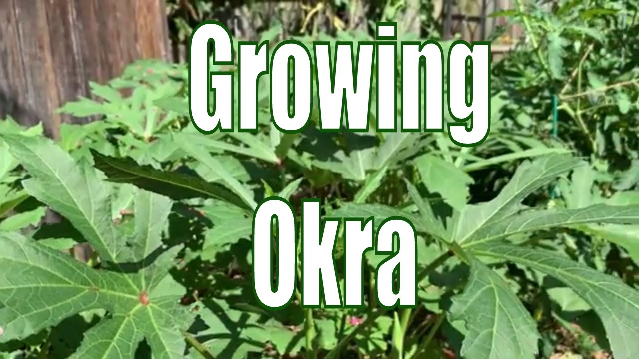 How To Grow Clemson Spineless Okra 2020 Experiment | Growing Okra Lesson
