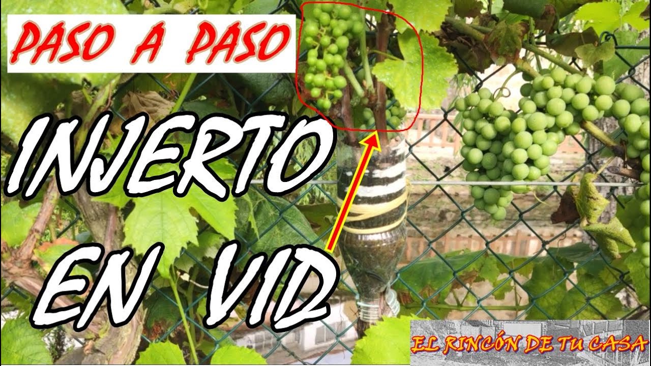 INJERTO EN VID en doble PÚA