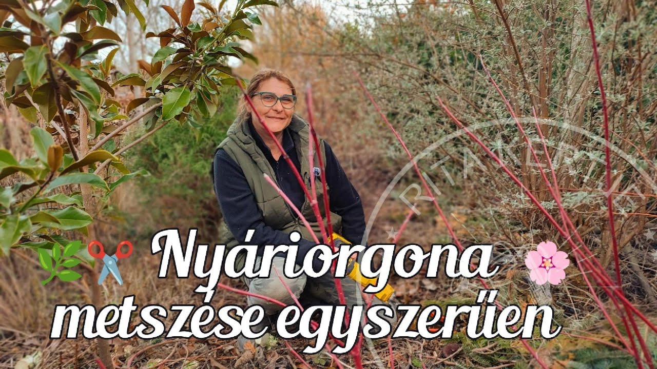 🌿✂️ Nyáriorgona metszése tavasszal – így lesz igazán pompás! 🌸