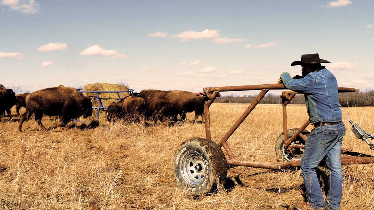 Unique Hay Bale Un-roller for Buffalo