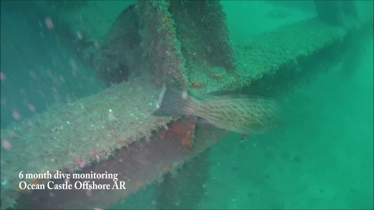 Majees offshore artificial reef project video - 2 year timelapse