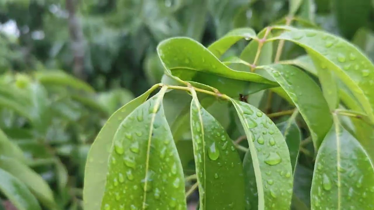 Được ông  trời mưa 🌧 một ra hoa hai ra lộc 