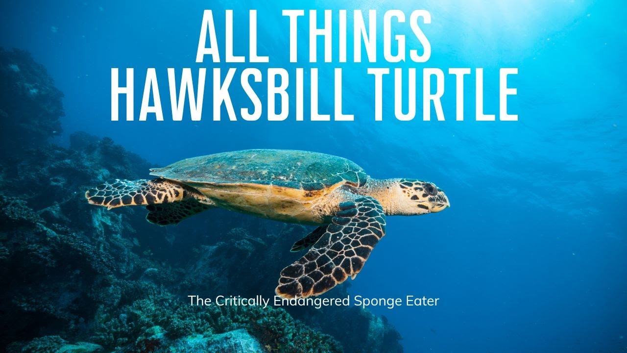 All Things Hawksbill Turtle: The Shocking Truth Behind Their Endangered Status