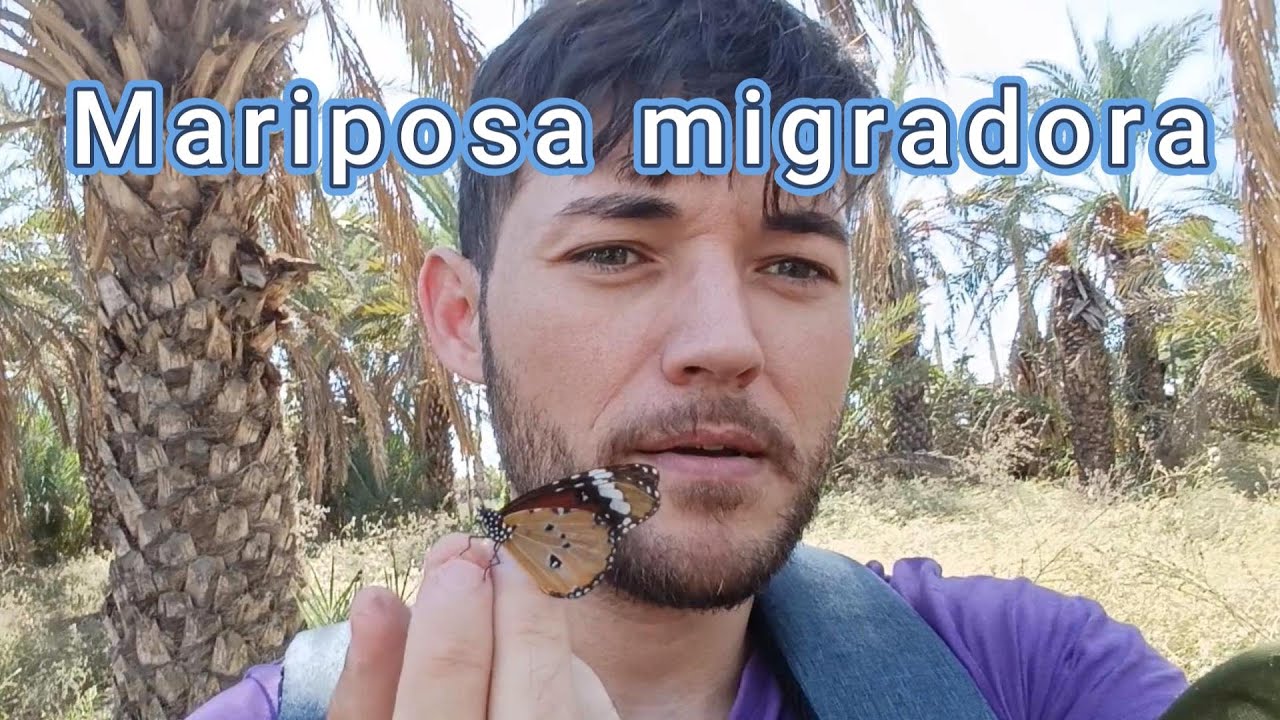 Una mariposa tóxica y migradora