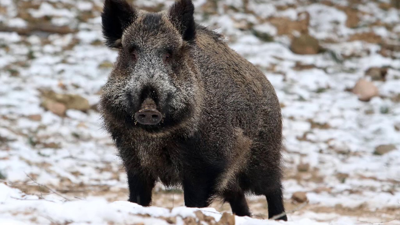 TROMPES DE CHASSE # 2 - LE SANGLIER