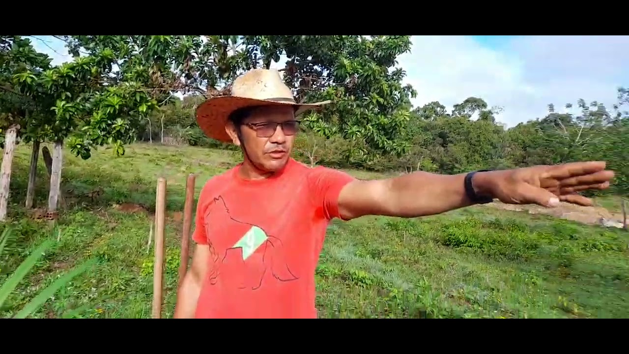 plantio de açai brs pai d égua em Novo espaçamento