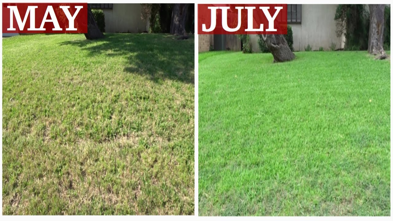 Safer Brand Lawn Restore Review | Organic Lawn Care 🌿 | Wendi's Garden