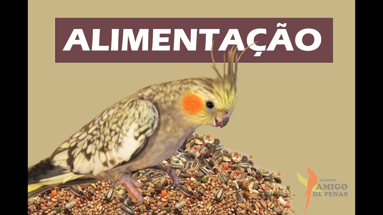 Como oferecer uma alimentação mais balanceada?!