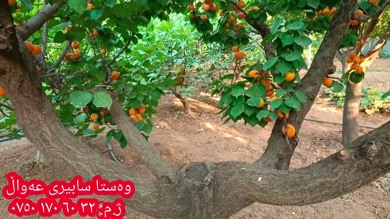 ئەم جوڵەجاڕە تایبەتە بە چەند ڕێنماییەك لەبارەی داری قەیسییەکانمان