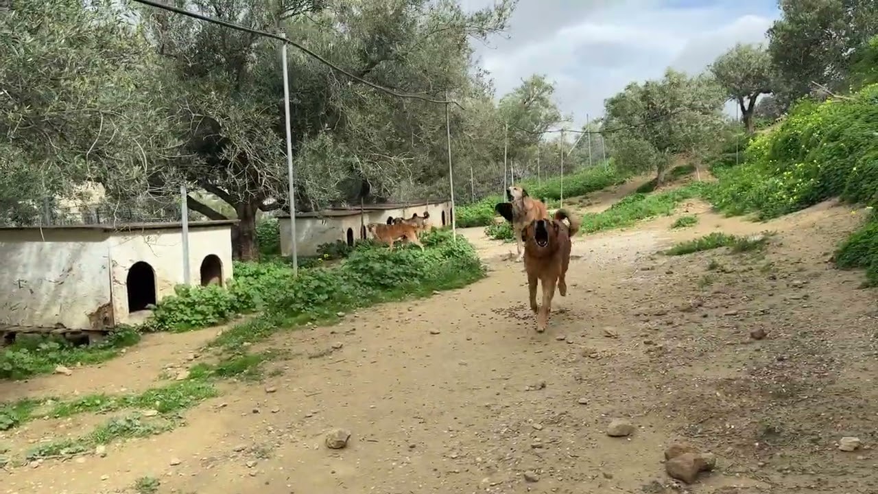 После операции Нуру была несчастна, оставшись одна 😢 Теперь она в безопасности со своими друзьями...