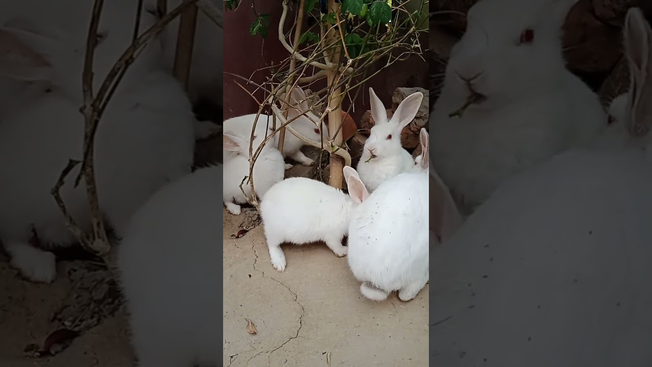 Bunnies = Trouble 