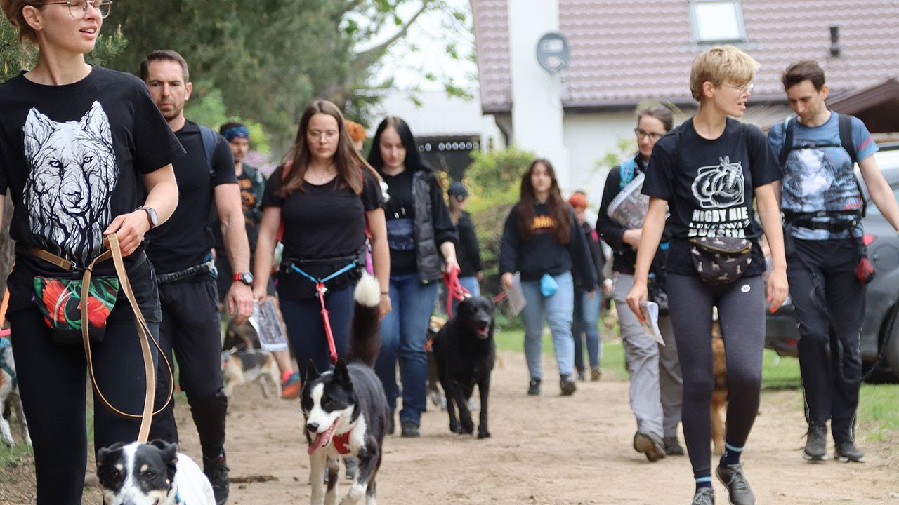 Dogtrekking w Tarnowej czyli spacer z psijacielem