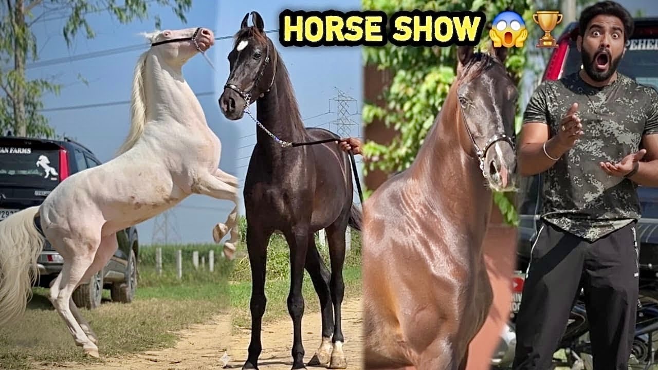Aaj Kon Jeetega 🏆 Pehelwan Horse Show Ko 😨Lo Ho Gya Final Kon Jaayega Ganga snan Ke Camp ⛺️ Mai