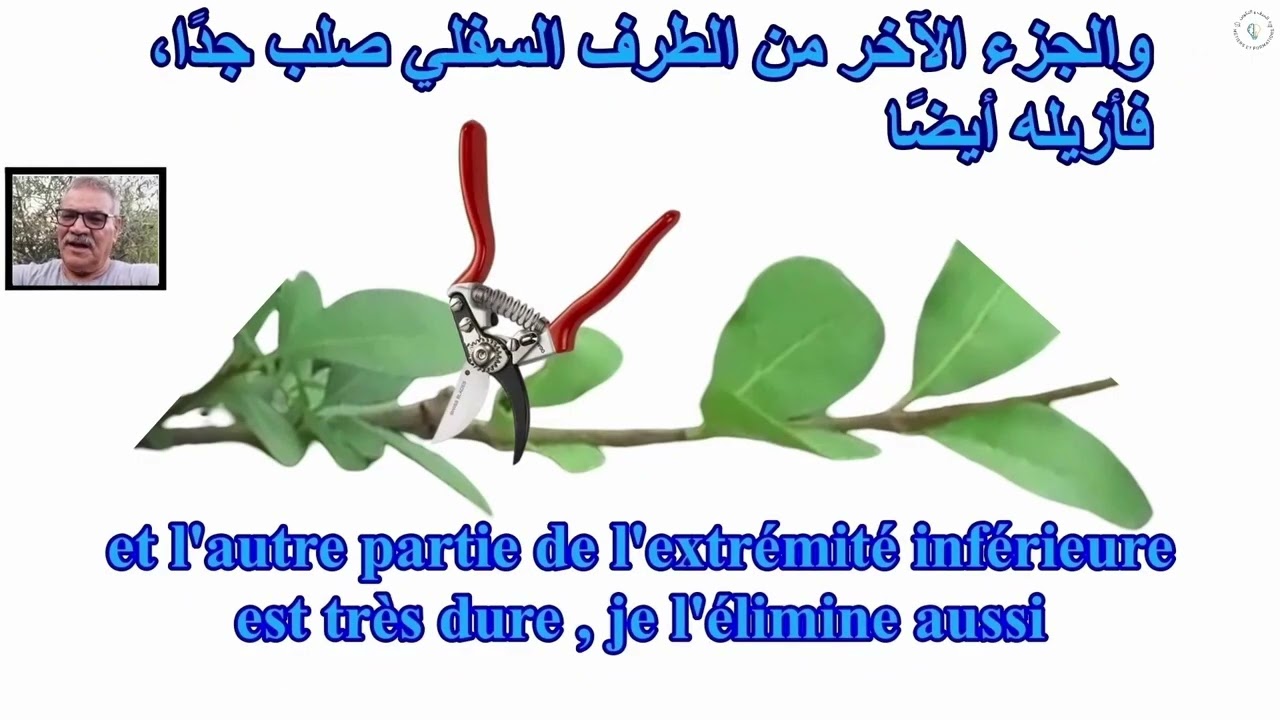 الجزء الثالث: زراعة الأشجار3eme partie Arboriculture