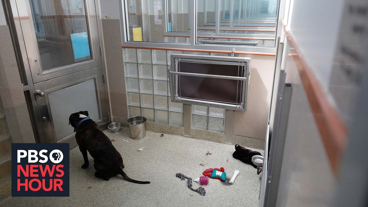 Animal shelters struggle as many pets adopted during pandemic are returned
