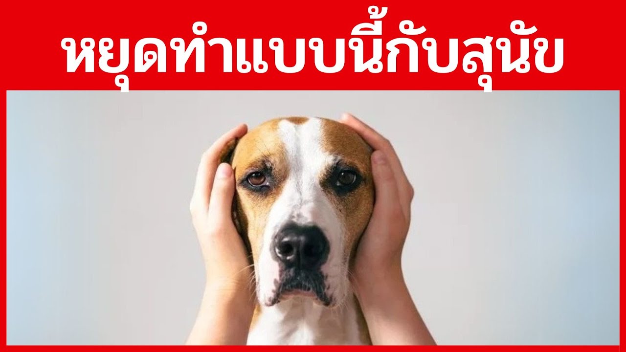 นี่คือ 12 สิ่งที่น้องหมาไม่ชอบเกี่ยวกับคุณ!