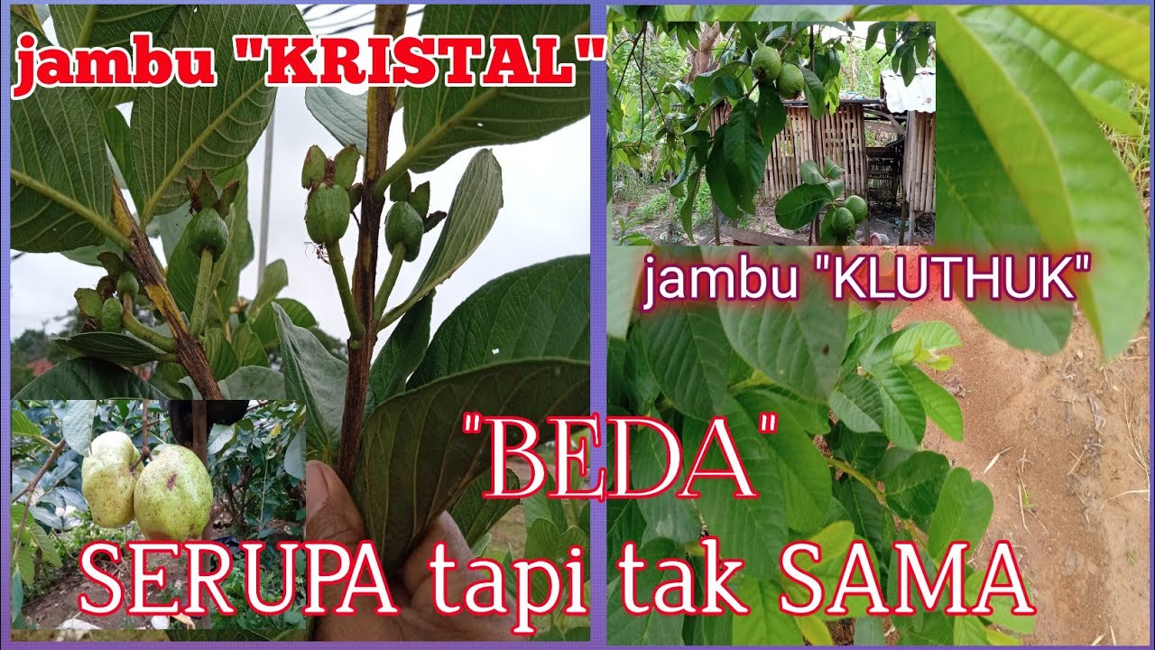 Lima Perbedaan Buah Jambu Kluthuk Dengan Jambu Kristal