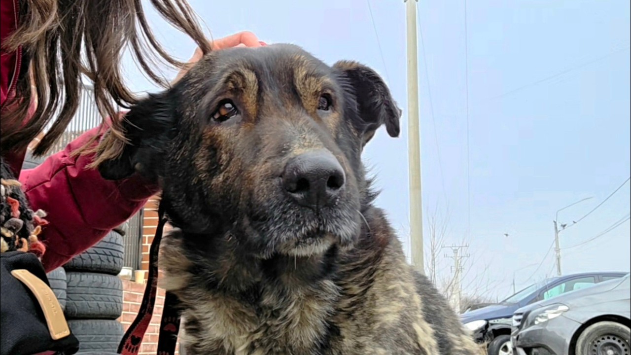 Saddest Stray Dog Waited 2 Years For This Moment