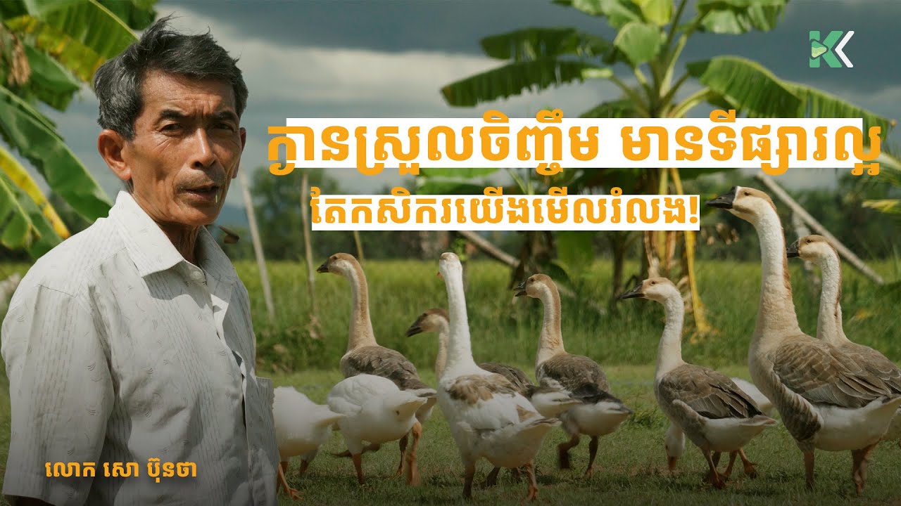 ក្ងានស្រួលចិញ្ចឹម និងមានទីផ្សារល្អ តែកសិករខ្មែរមើលរំលង