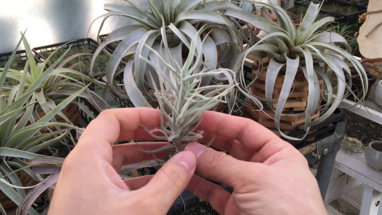 Tillandsia paleacea major 틸란시아 팔레아세아 메이저