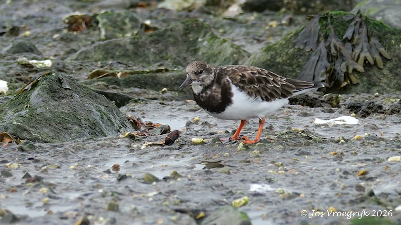 Steenloper kraakt mossel | Brouwersdam, Nederland; Ruddy Turnstone Cracking a Mussel