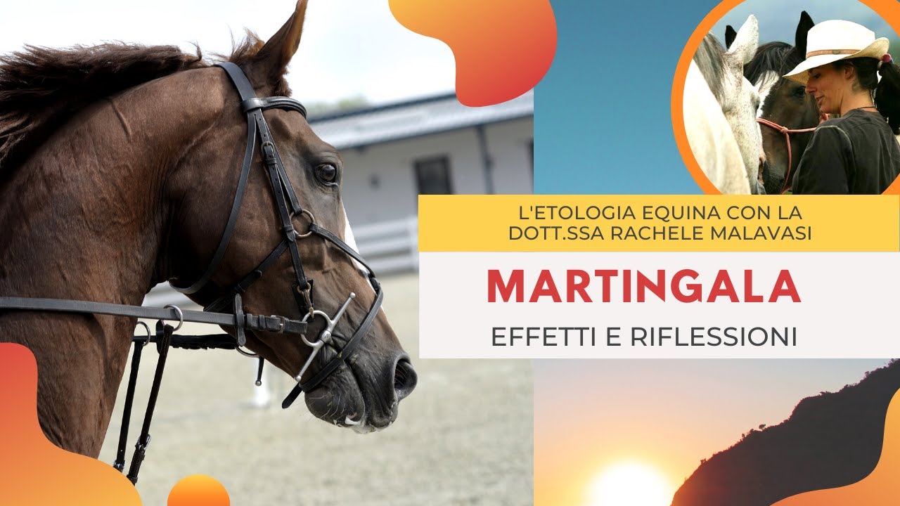 Martingala: effetti e riflessioni - Equin(d)i? Parliamone! - Etologia Equina Malavasi