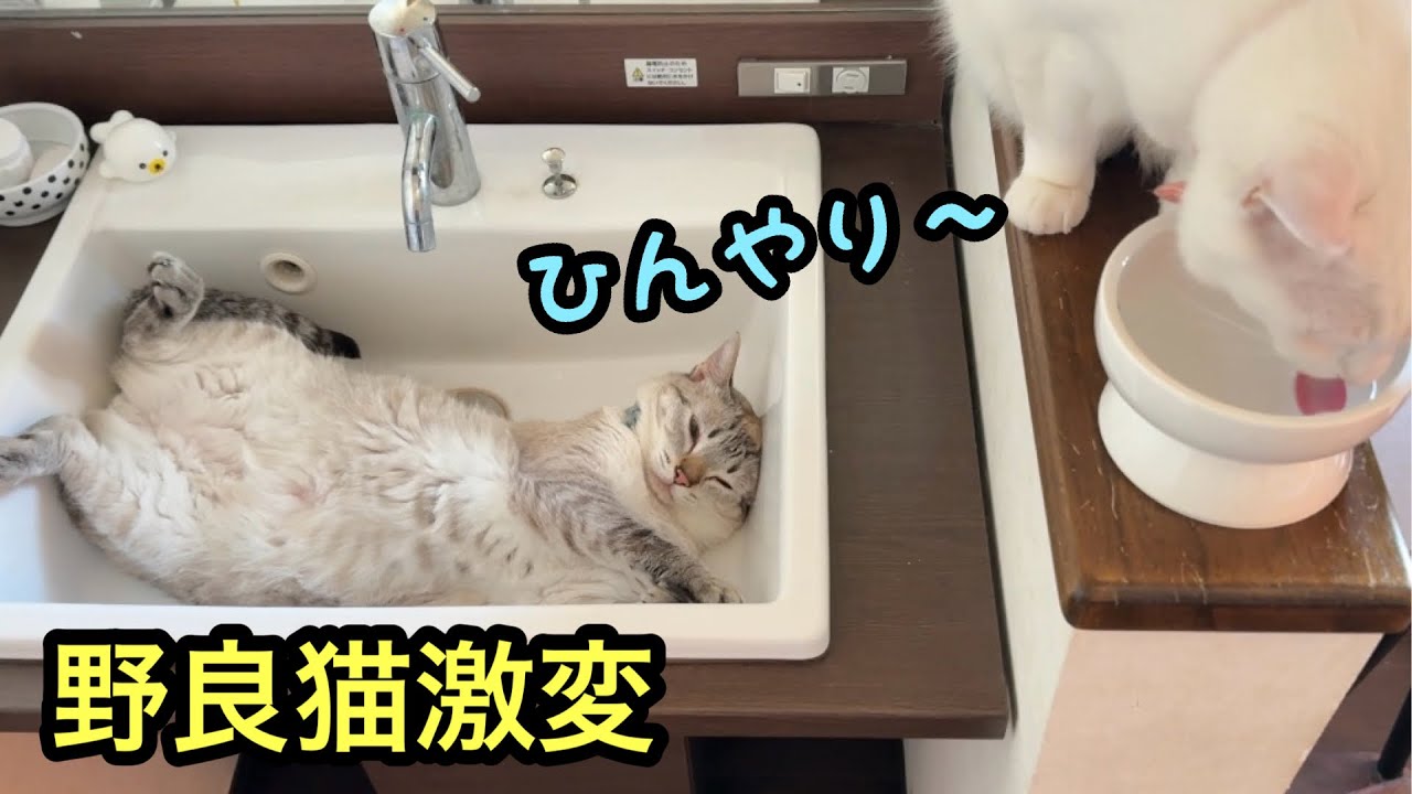 【野良猫激変】先住猫と寄り添って過ごす夏｜家猫になり1年目「ヘソ天」で寝るようになり、2年目お気に入りの「ひんやりベッド」を見つけた