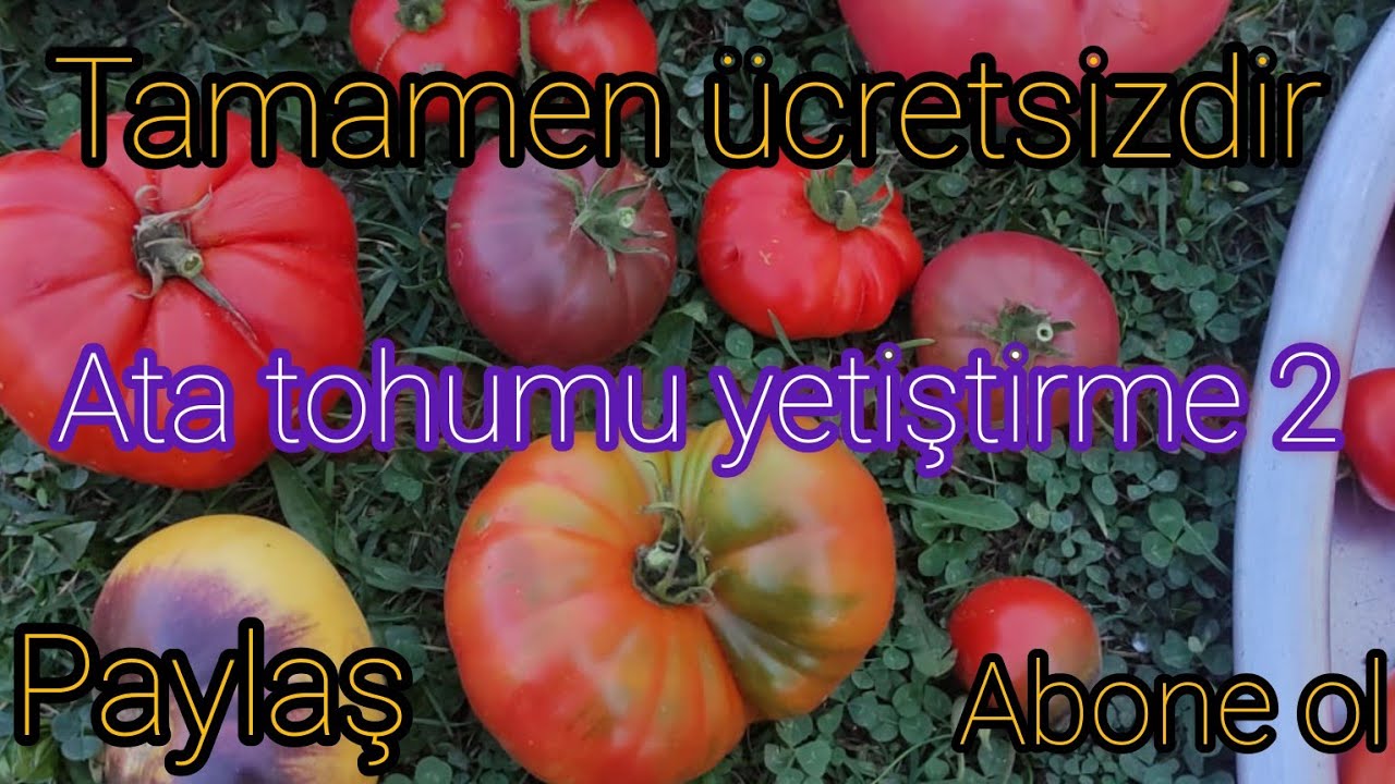 Ata tohumu domates nasıl yetişir 👇👇🇹🇷🇹🇷
