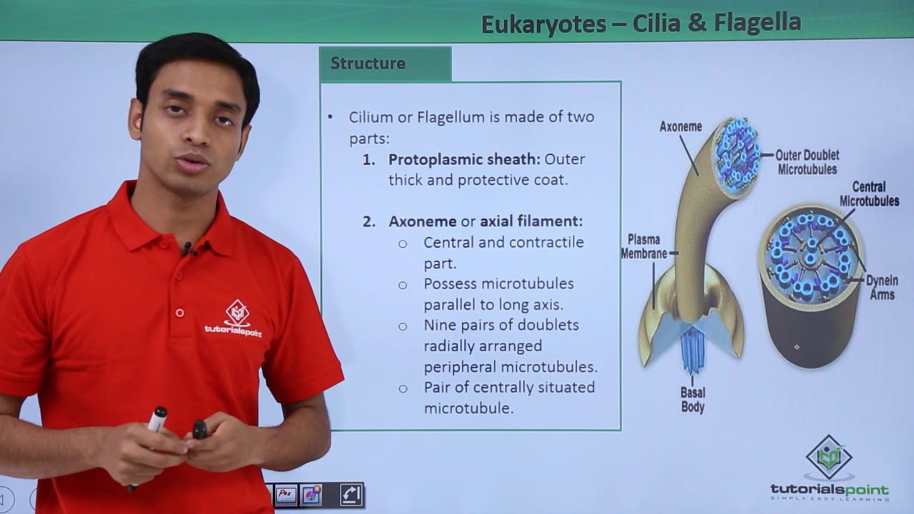 Class 11th - Eukaryotes - Cilia and Flagella | Cell: The unit of Life | Tutorials Point