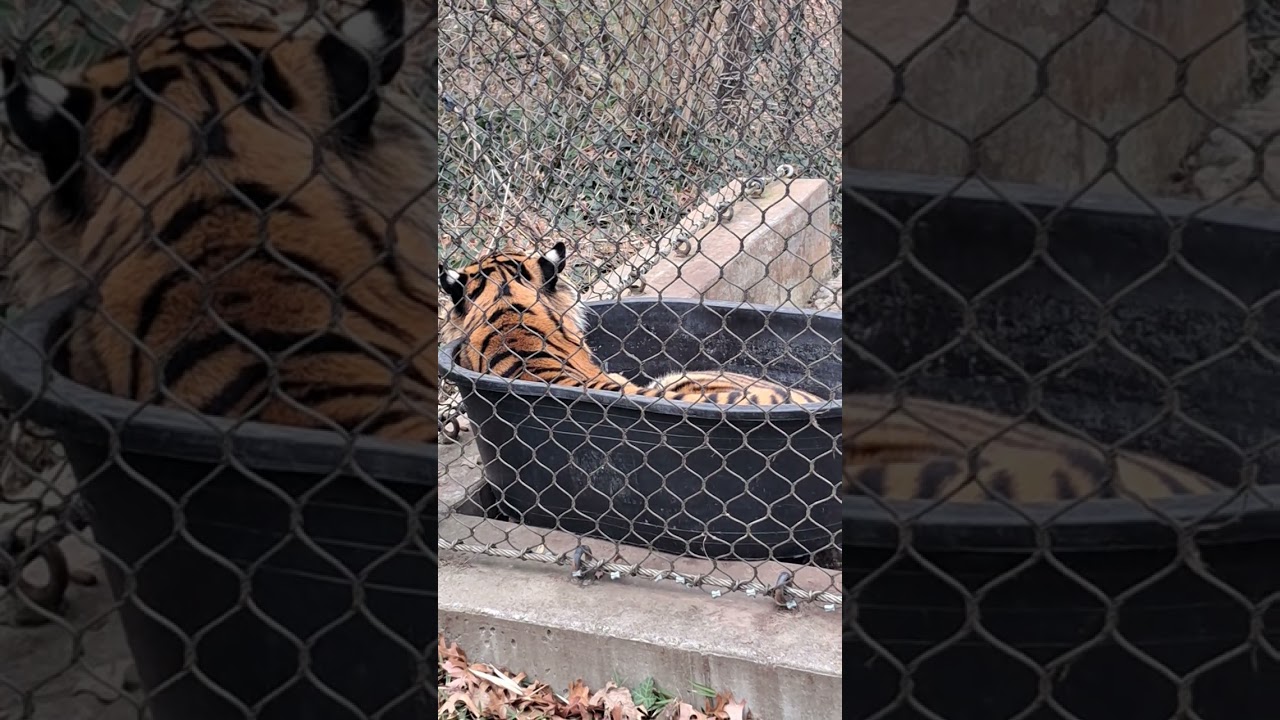 TIGER IN A TUB KANSAS CITY ZOO