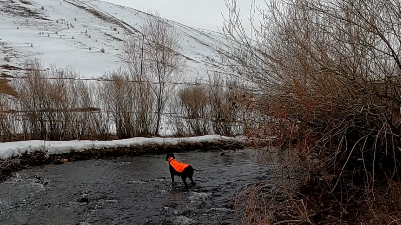 BUZ GİBİ SUYUN İ&Ccedil;İNDE AV K&Ouml;PEĞİNDEN M&Uuml;KEMMEL FERMA 🔥ARES🔥PARTRİDGE HUNT🔥HUNTİNG🔥