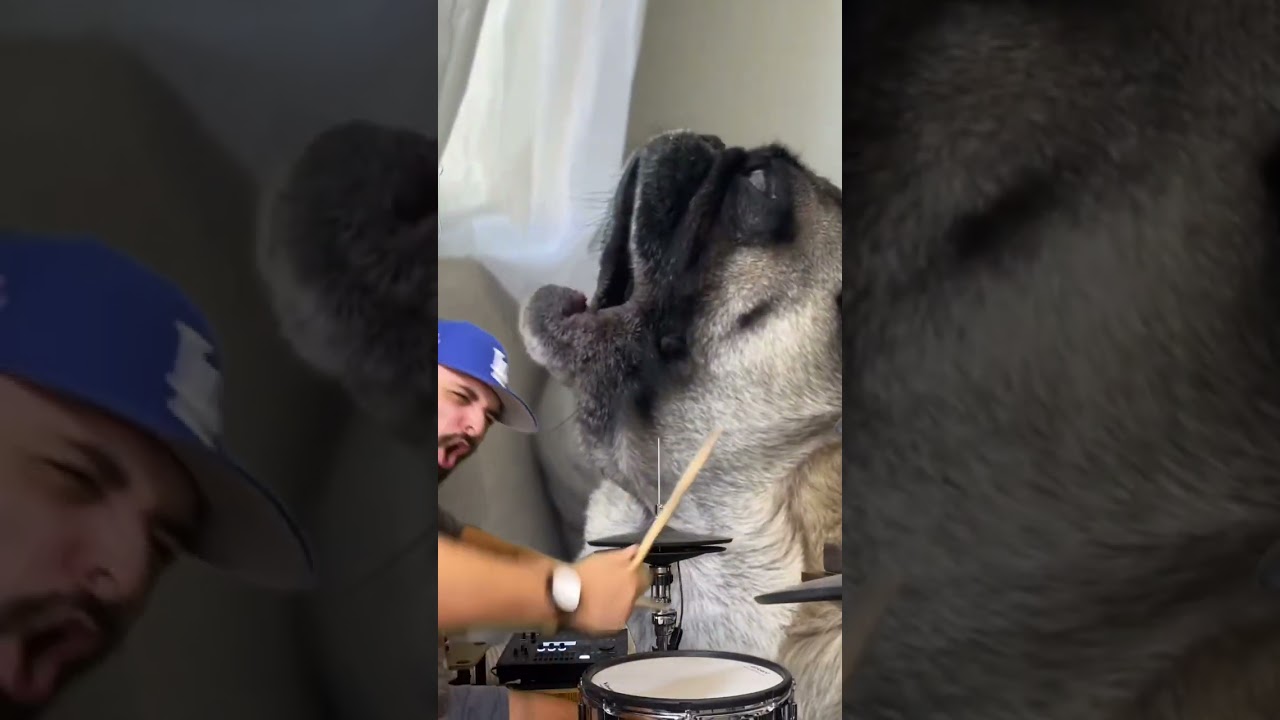 Thug Pug #funny #shorts #viral