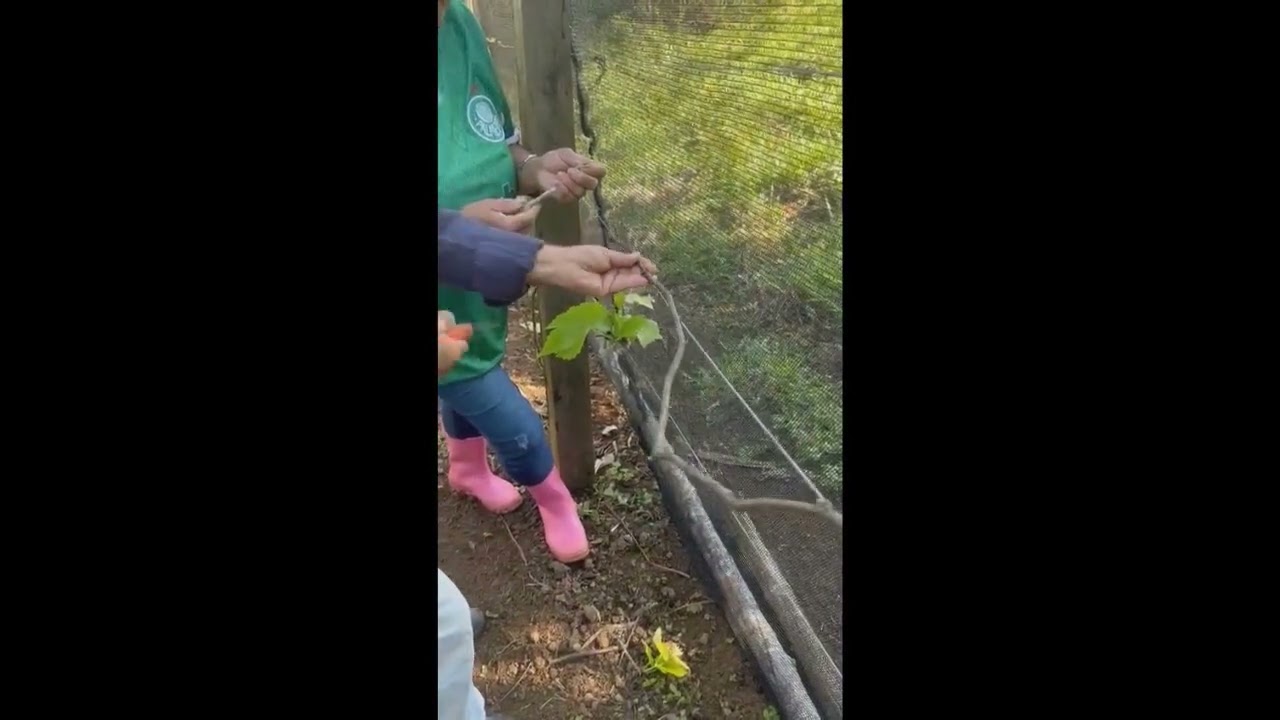 1828 ) -MANEJO , PODA , PULVERIZAÇÃO E ADUBAÇÃO DE UMA VIDEIRA. 3° PARTE